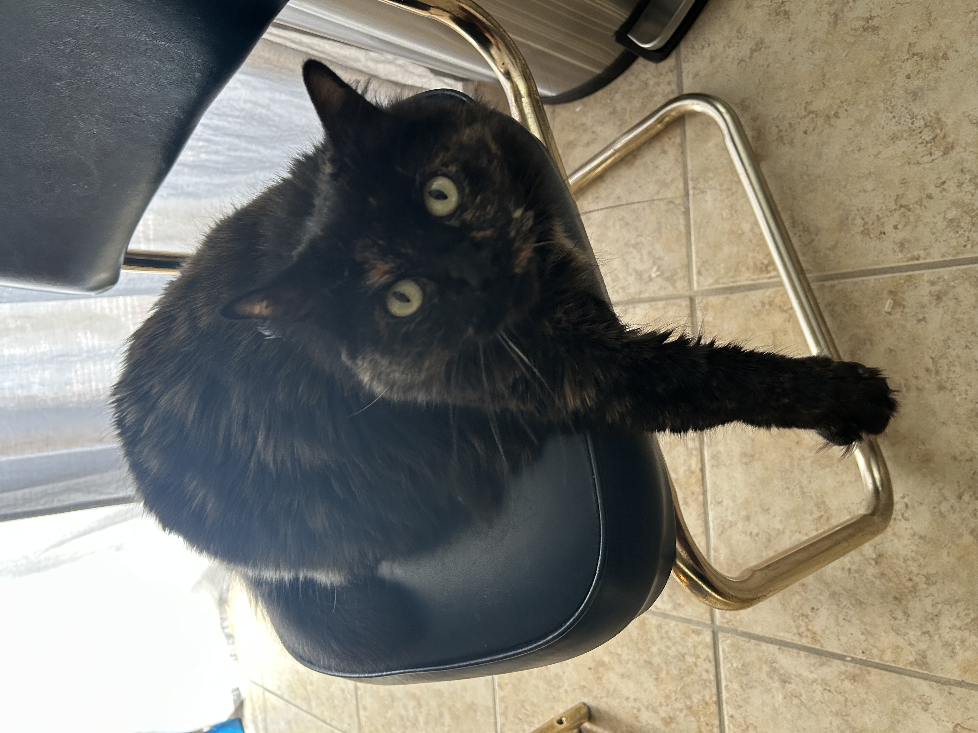 Cat for Sale